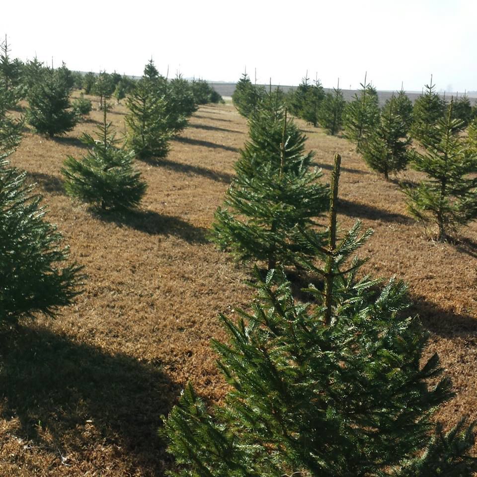 Phillips Christmas Trees
